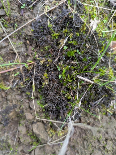 iNaturalist observation photo of Scytinium