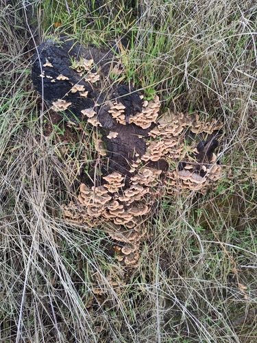 iNaturalist observation photo of hairy curtain crust