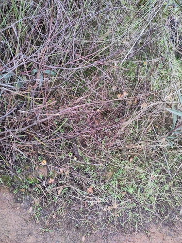 iNaturalist observation photo of Candolleomyces