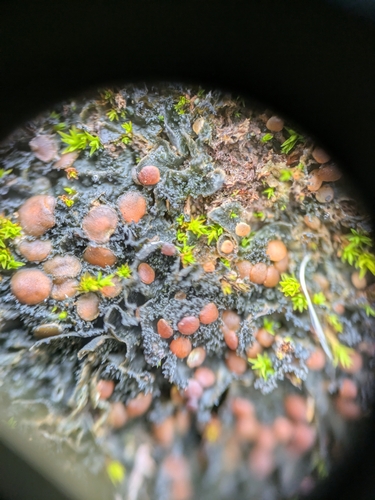 iNaturalist observation photo of Whiskered Jelly Lichen