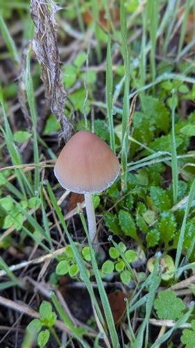 iNaturalist observation photo of conical brittlestem
