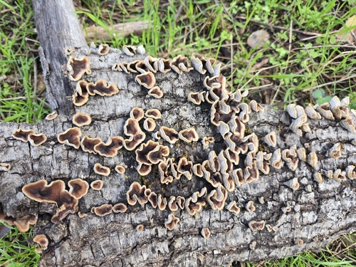 iNaturalist observation photo of Stereum