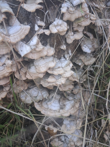 iNaturalist observation photo of Fungi Including Lichens