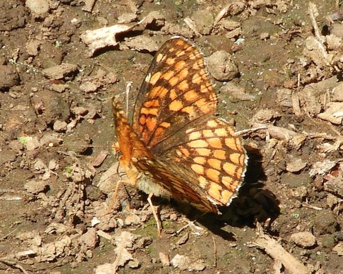 iNaturalist observation photo of Patches and Allies
