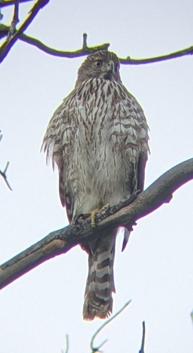 iNaturalist observation photo of Cooper's Hawk