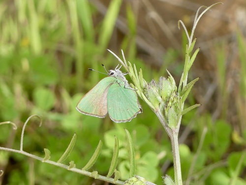 iNaturalist observation photo of Lotus Hairstreak
