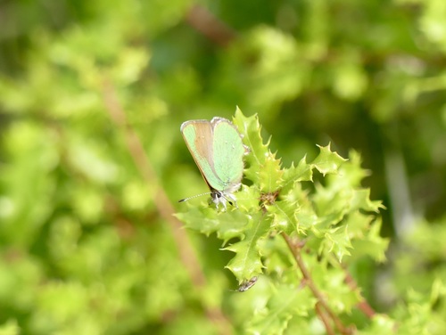 iNaturalist observation photo of Lotus Hairstreak