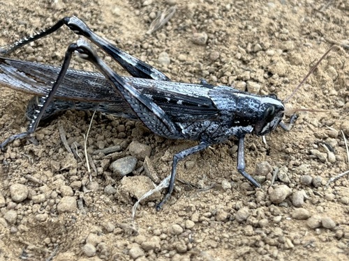 iNaturalist observation photo of Gray Bird Grasshopper