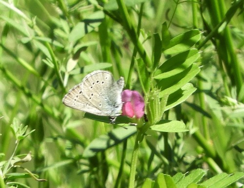 iNaturalist observation photo of Silvery Blue