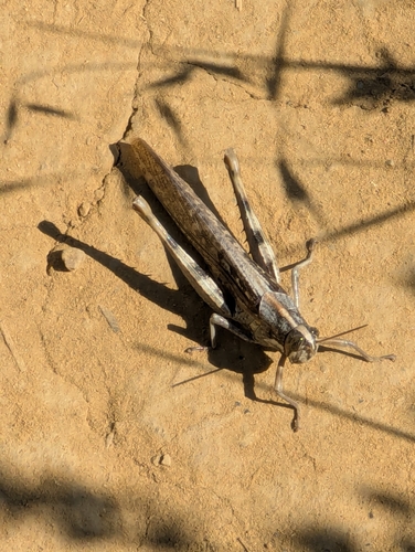 iNaturalist observation photo of Gray Bird Grasshopper