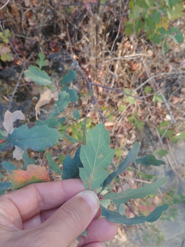 iNaturalist observation photo of high-latitude oaks