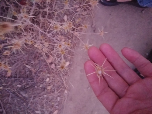 iNaturalist observation photo of Yellow Star-Thistle