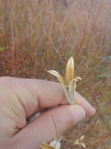 iNaturalist observation photo of monocots