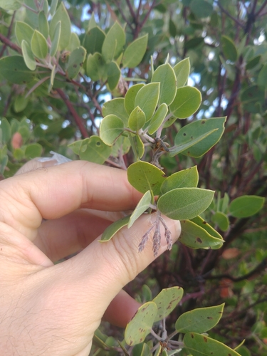 iNaturalist observation photo of bearberries and manzanitas