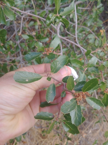 iNaturalist observation photo of California scrub oak