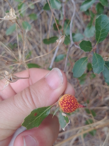 iNaturalist observation photo of Beaked Twig Gall Wasp