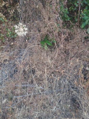 iNaturalist observation photo of twining snakelily