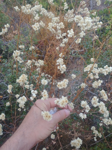 iNaturalist observation photo of Sunflowers, Daisies, Asters, and Allies
