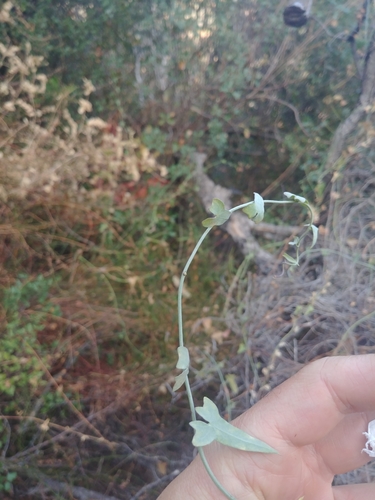 iNaturalist observation photo of false bindweeds
