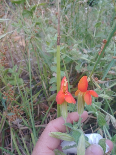 iNaturalist observation photo of scarlet monkeyflower