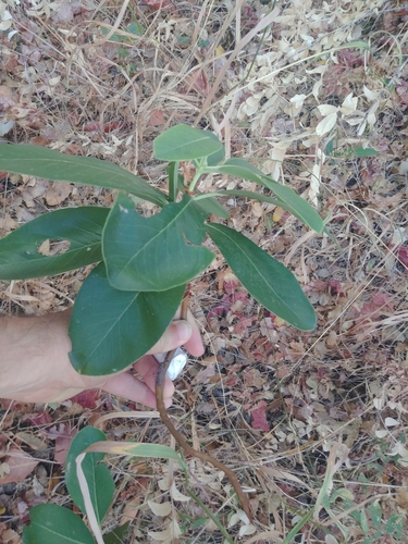 iNaturalist observation photo of Pacific madrone