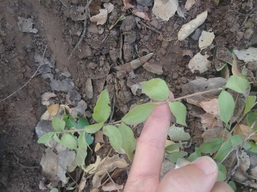 iNaturalist observation photo of modesty