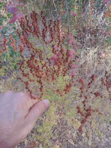 iNaturalist observation photo of St. John's worts