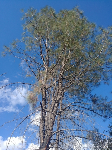 iNaturalist observation photo of gray pine
