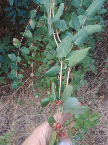 iNaturalist observation photo of Pink Honeysuckle