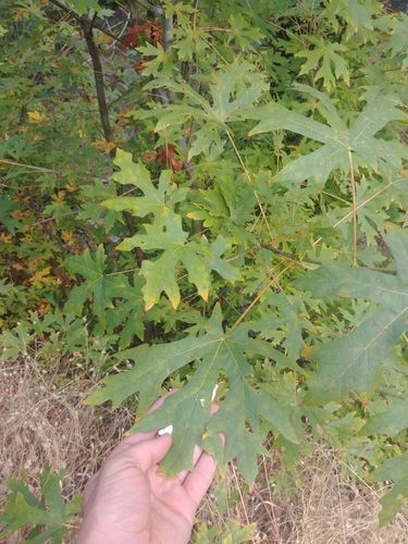 iNaturalist observation photo of bigleaf maple