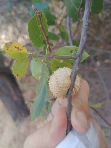 iNaturalist observation photo of Live Oak Apple Gall Wasp
