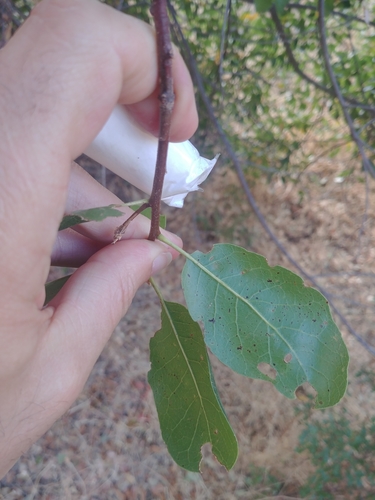iNaturalist observation photo of interior live oak