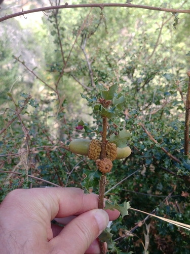 iNaturalist observation photo of California scrub oak