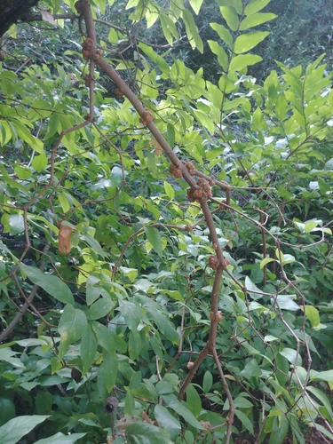 iNaturalist observation photo of Insects