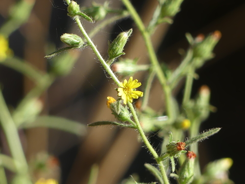 iNaturalist observation photo of Stinkwort
