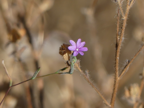 iNaturalist observation photo of panicled willowherb