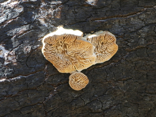 iNaturalist observation photo of Fungi Including Lichens