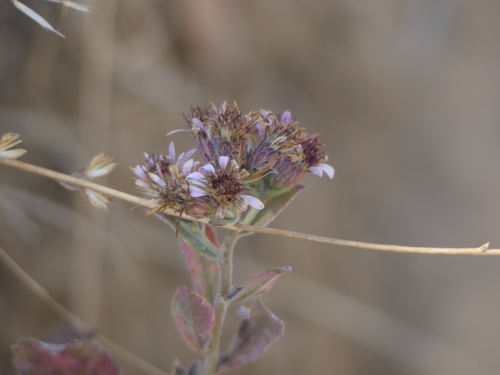 iNaturalist observation photo of Sunflowers, Daisies, Asters, and Allies