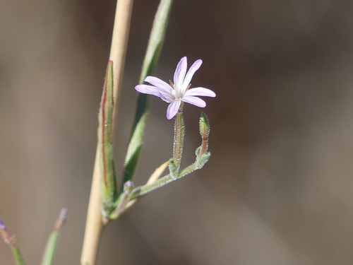 iNaturalist observation photo of panicled willowherb