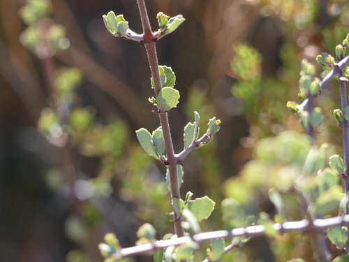 iNaturalist observation photo of Buckbrush