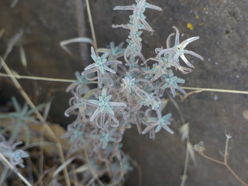 iNaturalist observation photo of Dicots