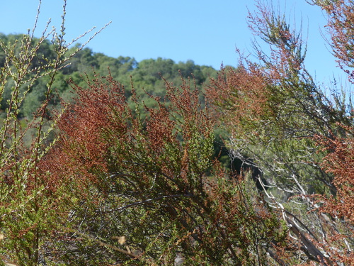 iNaturalist observation photo of chamise