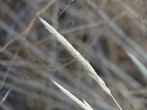 iNaturalist observation photo of grasses