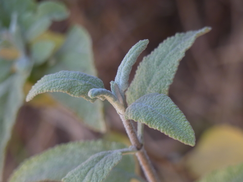 iNaturalist observation photo of California Pitcher Sage