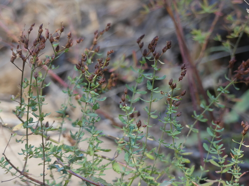 iNaturalist observation photo of St. John's worts
