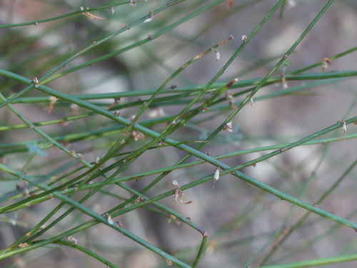 iNaturalist observation photo of Plants