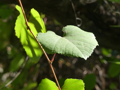 iNaturalist observation photo of California wild grape