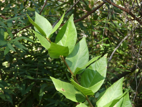 iNaturalist observation photo of California sweetshrub