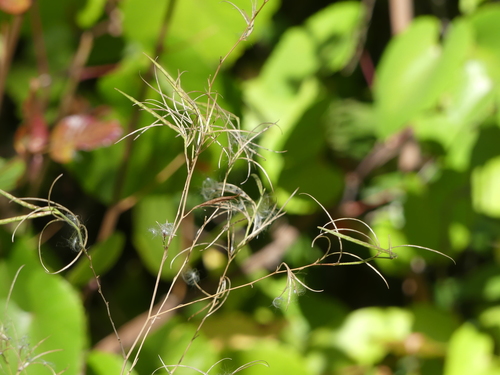 iNaturalist observation photo of panicled willowherb
