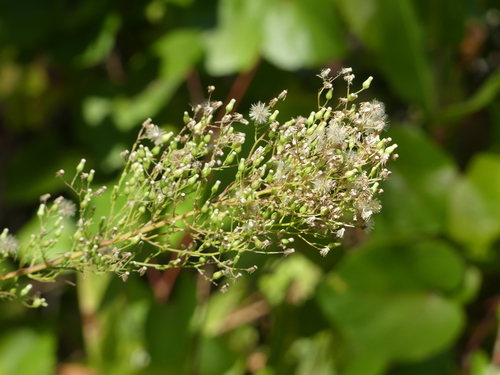iNaturalist observation photo of horseweed